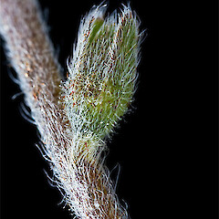 Calyx. west Eweburn, Otago.<br>Photographer: Mike Thorsen, Licence: All rights reserved. <a class='member-message' href='/nzpcn/why-join-nzpcn/' target='_blank'>Members can view a larger version of this image.</a>