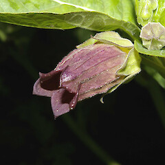 Atropa bella-donna.<br>Photographer: John Smith-Dodsworth, Licence: <a target='_blank' href='https://creativecommons.org/licenses/by-nc/4.0'>CC BY-NC</a>. <a class='member-message' href='/nzpcn/why-join-nzpcn/' target='_blank'>Members can view a larger version of this image.</a>