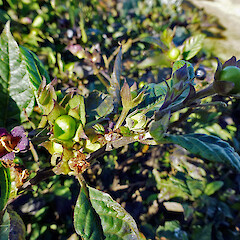 In cultivation at Whanganui. Mar 2013.<br>Photographer: Colin C. Ogle, Licence: <a target='_blank' href='https://creativecommons.org/licenses/by-nc/4.0'>CC BY-NC</a>. <a class='member-message' href='/nzpcn/why-join-nzpcn/' target='_blank'>Members can view a larger version of this image.</a>