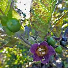 In cultivation at Whanganui. Mar 2013.<br>Photographer: Colin C. Ogle, Licence: <a target='_blank' href='https://creativecommons.org/licenses/by-nc/4.0'>CC BY-NC</a>. <a class='member-message' href='/nzpcn/why-join-nzpcn/' target='_blank'>Members can view a larger version of this image.</a>