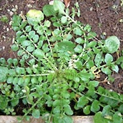 Barbarea verna.<br>Photographer: John Smith-Dodsworth, Licence: <a target='_blank' href='https://creativecommons.org/licenses/by-nc/4.0'>CC BY-NC</a>.