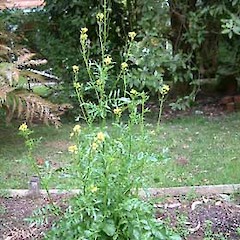 Barbarea verna.<br>Photographer: John Smith-Dodsworth, Licence: <a target='_blank' href='https://creativecommons.org/licenses/by-nc/4.0'>CC BY-NC</a>.