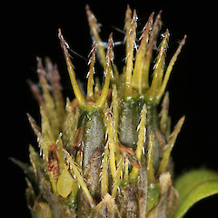 Bidens tripartita.<br>Photographer: Trevor James, Date taken: 10/08/2008, Licence: All rights reserved. <a class='member-message' href='/nzpcn/why-join-nzpcn/' target='_blank'>Members can view a larger version of this image.</a>