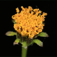 Bidens tripartita.<br>Photographer: Trevor James, Date taken: 18/11/2008, Licence: All rights reserved. <a class='member-message' href='/nzpcn/why-join-nzpcn/' target='_blank'>Members can view a larger version of this image.</a>