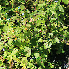 Bidens tripartita.<br>Photographer: Trevor James, Date taken: 18/11/2008, Licence: All rights reserved. <a class='member-message' href='/nzpcn/why-join-nzpcn/' target='_blank'>Members can view a larger version of this image.</a>