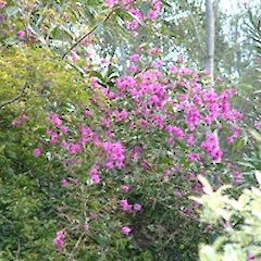 Bougainvillea glabra.<br>Photographer: John Smith-Dodsworth, Licence: <a target='_blank' href='https://creativecommons.org/licenses/by-nc/4.0'>CC BY-NC</a>.