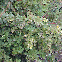 Berberis wilsonae