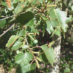 Betula pendula