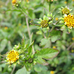 Bidens pilosa