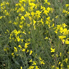 Brassica napus L. var. napus.<br>Photographer: John Smith-Dodsworth, Licence: <a target='_blank' href='https://creativecommons.org/licenses/by-nc/4.0'>CC BY-NC</a>. <a class='member-message' href='/nzpcn/why-join-nzpcn/' target='_blank'>Members can view a larger version of this image.</a>