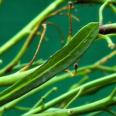 Flower buds and sub-floral leaf. Manawatu Gorge. Apr 2012.<br>Photographer: Colin C. Ogle, Licence: <a target='_blank' href='https://creativecommons.org/licenses/by-nc/4.0'>CC BY-NC</a>. <a class='member-message' href='/nzpcn/why-join-nzpcn/' target='_blank'>Members can view a larger version of this image.</a>