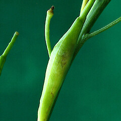 Developing silique. Manawatu Gorge. Apr 2012.<br>Photographer: Colin C. Ogle, Licence: <a target='_blank' href='https://creativecommons.org/licenses/by-nc/4.0'>CC BY-NC</a>. <a class='member-message' href='/nzpcn/why-join-nzpcn/' target='_blank'>Members can view a larger version of this image.</a>