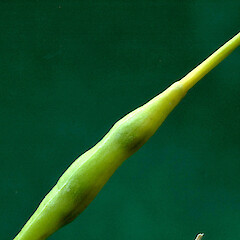 Apex of developing silique. Manawatu Gorge. Apr 2012.<br>Photographer: Colin C. Ogle, Licence: <a target='_blank' href='https://creativecommons.org/licenses/by-nc/4.0'>CC BY-NC</a>. <a class='member-message' href='/nzpcn/why-join-nzpcn/' target='_blank'>Members can view a larger version of this image.</a>