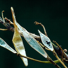 Dehisced siliques. Manawatu Gorge. Apr 2012.<br>Photographer: Colin C. Ogle, Licence: <a target='_blank' href='https://creativecommons.org/licenses/by-nc/4.0'>CC BY-NC</a>. <a class='member-message' href='/nzpcn/why-join-nzpcn/' target='_blank'>Members can view a larger version of this image.</a>