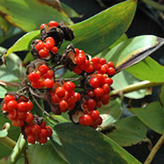 Hunterville. Apr 2007.<br>Photographer: Colin C. Ogle, Licence: <a target='_blank' href='https://creativecommons.org/licenses/by-nc/4.0'>CC BY-NC</a>.