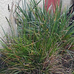 Chascolytrum rufum