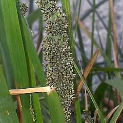 Inflorescence, Auckland.<br>Photographer: Peter J de Lange, Date taken: 24/10/2013, Licence: <a target='_blank' href='https://creativecommons.org/licenses/by-nc/4.0'>CC BY-NC</a>. <a class='member-message' href='/nzpcn/why-join-nzpcn/' target='_blank'>Members can view a larger version of this image.</a>