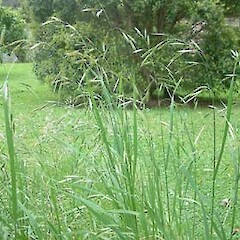 Bromus willdenowii