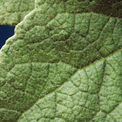 Upper leaf surface. Durie Hill, Wanganui.<br>Photographer: Colin C. Ogle, Licence: <a target='_blank' href='https://creativecommons.org/licenses/by-nc/4.0'>CC BY-NC</a>.