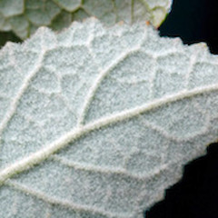 Lower leaf surface. Durie Hill, Wanganui.<br>Photographer: Colin C. Ogle, Licence: <a target='_blank' href='https://creativecommons.org/licenses/by-nc/4.0'>CC BY-NC</a>.