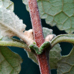 Leaf node from below. Durie Hill, Wanganui.<br>Photographer: Colin C. Ogle, Licence: <a target='_blank' href='https://creativecommons.org/licenses/by-nc/4.0'>CC BY-NC</a>.