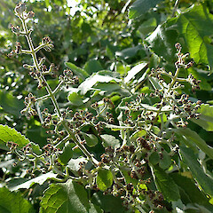 Fruit. Whanganui. Sep 2012.<br>Photographer: Colin C. Ogle, Licence: <a target='_blank' href='https://creativecommons.org/licenses/by-nc/4.0'>CC BY-NC</a>. <a class='member-message' href='/nzpcn/why-join-nzpcn/' target='_blank'>Members can view a larger version of this image.</a>