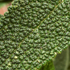 Upper surface of leaf. Whanganui. Sep 2011.<br>Photographer: Colin C. Ogle, Licence: <a target='_blank' href='https://creativecommons.org/licenses/by-nc/4.0'>CC BY-NC</a>. <a class='member-message' href='/nzpcn/why-join-nzpcn/' target='_blank'>Members can view a larger version of this image.</a>