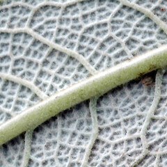 Lower surface of leaf. Whanganui. Sep 2011.<br>Photographer: Colin C. Ogle, Licence: <a target='_blank' href='https://creativecommons.org/licenses/by-nc/4.0'>CC BY-NC</a>. <a class='member-message' href='/nzpcn/why-join-nzpcn/' target='_blank'>Members can view a larger version of this image.</a>