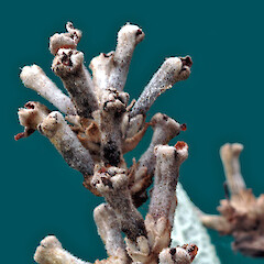 Fruit. Whanganui. Sep 2011.<br>Photographer: Colin C. Ogle, Licence: <a target='_blank' href='https://creativecommons.org/licenses/by-nc/4.0'>CC BY-NC</a>. <a class='member-message' href='/nzpcn/why-join-nzpcn/' target='_blank'>Members can view a larger version of this image.</a>