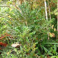 Buxus sempervirens