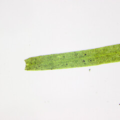 Callitriche brutia var. hamulata.<br>Photographer: Unknown, Date taken: 20/09/2012, Licence: All rights reserved. <a class='member-message' href='/nzpcn/why-join-nzpcn/' target='_blank'>Members can view a larger version of this image.</a>