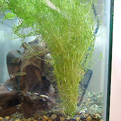 Callitriche brutia var. hamulata.<br>Photographer: Paula Reeves, Date taken: 09/09/2005, Licence: All rights reserved. <a class='member-message' href='/nzpcn/why-join-nzpcn/' target='_blank'>Members can view a larger version of this image.</a>