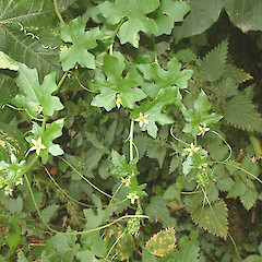 Bryonia cretica subsp. dioica, England.<br>Photographer: John Smith-Dodsworth, Licence: <a target='_blank' href='https://creativecommons.org/licenses/by-nc/4.0'>CC BY-NC</a>. <a class='member-message' href='/nzpcn/why-join-nzpcn/' target='_blank'>Members can view a larger version of this image.</a>