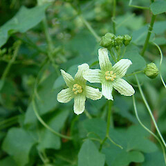 Bryonia cretica subsp. dioica, England.<br>Photographer: John Smith-Dodsworth, Licence: <a target='_blank' href='https://creativecommons.org/licenses/by-nc/4.0'>CC BY-NC</a>. <a class='member-message' href='/nzpcn/why-join-nzpcn/' target='_blank'>Members can view a larger version of this image.</a>