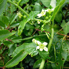 Bryonia cretica subsp. dioica