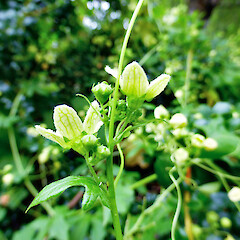 Male flowers, Edinburgh, Scotland.<br>Photographer: Colin C. Ogle, Date taken: 22/07/2013, Licence: <a target='_blank' href='https://creativecommons.org/licenses/by-nc/4.0'>CC BY-NC</a>. <a class='member-message' href='/nzpcn/why-join-nzpcn/' target='_blank'>Members can view a larger version of this image.</a>