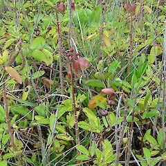 Bryophyllum pinnatum.<br>Photographer: Bec Stanley, Licence: <a target='_blank' href='https://creativecommons.org/licenses/by-sa/4.0'>CC BY-SA</a>. <a class='member-message' href='/nzpcn/why-join-nzpcn/' target='_blank'>Members can view a larger version of this image.</a>