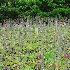 Bryophyllum pinnatum.<br>Photographer: Bec Stanley, Licence: <a target='_blank' href='https://creativecommons.org/licenses/by-sa/4.0'>CC BY-SA</a>. <a class='member-message' href='/nzpcn/why-join-nzpcn/' target='_blank'>Members can view a larger version of this image.</a>