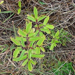 Bryophyllum pinnatum.<br>Photographer: Bec Stanley, Licence: <a target='_blank' href='https://creativecommons.org/licenses/by-sa/4.0'>CC BY-SA</a>. <a class='member-message' href='/nzpcn/why-join-nzpcn/' target='_blank'>Members can view a larger version of this image.</a>