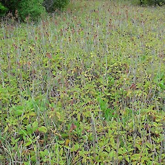 Bryophyllum pinnatum.<br>Photographer: Bec Stanley, Licence: <a target='_blank' href='https://creativecommons.org/licenses/by-sa/4.0'>CC BY-SA</a>. <a class='member-message' href='/nzpcn/why-join-nzpcn/' target='_blank'>Members can view a larger version of this image.</a>