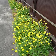 Calendula officinalis