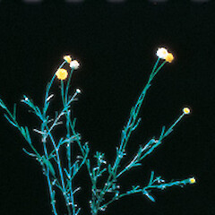 Calotis lappulacea