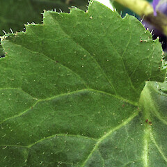Leaf margin. Manawatu Gorge. Jan 2011.<br>Photographer: Colin C. Ogle, Licence: <a target='_blank' href='https://creativecommons.org/licenses/by-nc/4.0'>CC BY-NC</a>. <a class='member-message' href='/nzpcn/why-join-nzpcn/' target='_blank'>Members can view a larger version of this image.</a>