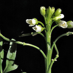 Wanganui. Sep 2007.<br>Photographer: Colin C. Ogle, Licence: <a target='_blank' href='https://creativecommons.org/licenses/by-nc/4.0'>CC BY-NC</a>.