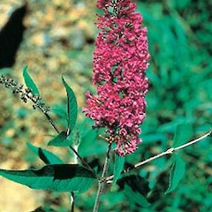 Buddleja davidii.<br>Photographer: Auckland Regional Council, Licence: Public domain.