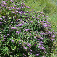 Silverstream, Upper Hutt.<br>Photographer: Jeremy R. Rolfe, Date taken: 29/12/2006, Licence: <a target='_blank' href='https://creativecommons.org/licenses/by/4.0'>CC BY</a>.