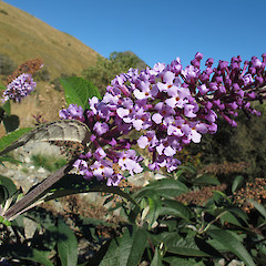 Moke Lake, near Queenstown.<br>Photographer: John Barkla, Licence: <a target='_blank' href='https://creativecommons.org/licenses/by/4.0'>CC BY</a>.