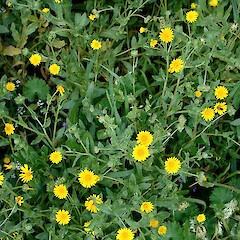 Calendula arvensis