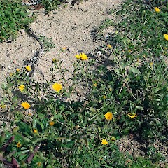 Sardinia.<br>Photographer: Peter J de Lange, Date taken: 16/03/2013, Licence: <a target='_blank' href='https://creativecommons.org/licenses/by-nc/4.0'>CC BY-NC</a>. <a class='member-message' href='/nzpcn/why-join-nzpcn/' target='_blank'>Members can view a larger version of this image.</a>