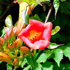 Close up of flower, Ex Cult., 31 Dec 2006, Mt Albert, Auckland.<br>Photographer: Peter J de Lange, Licence: <a target='_blank' href='https://creativecommons.org/licenses/by-nc/4.0'>CC BY-NC</a>.
